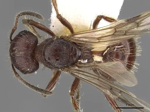 Pogonomyrmex colei specimen CASENT0900380 image casent0900380_1