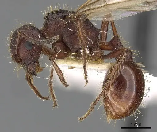 Pogonomyrmex colei specimen CASENT0900380 image casent0900380_3