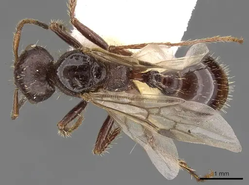 Pogonomyrmex colei specimen CASENT0900381 image casent0900381_1