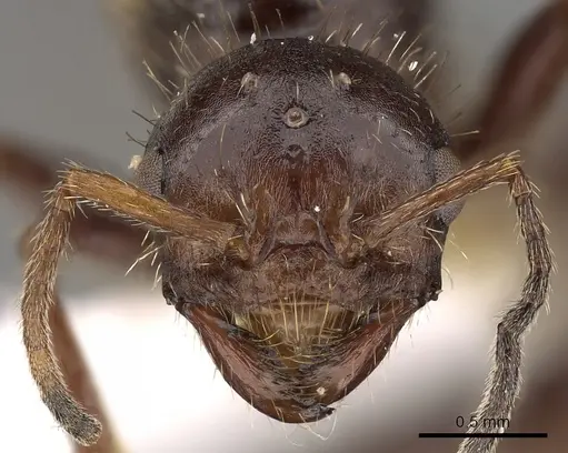 Pogonomyrmex colei specimen CASENT0900381 image casent0900381_2