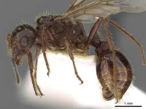 Pogonomyrmex colei specimen CASENT0900381 image casent0900381_3