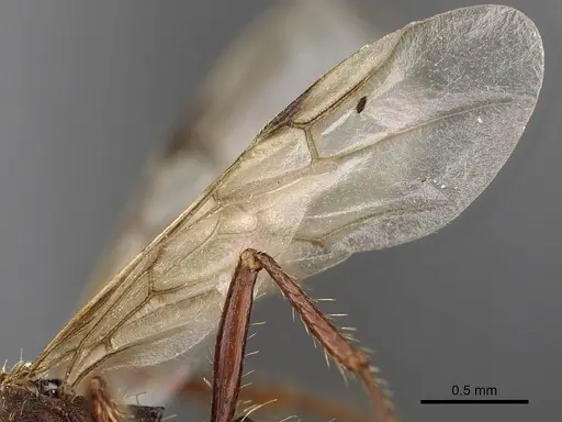 Pogonomyrmex colei specimen CASENT0900381 image casent0900381_4
