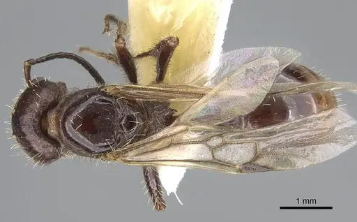 Pogonomyrmex colei specimen CASENT0914099 image casent0914099_1