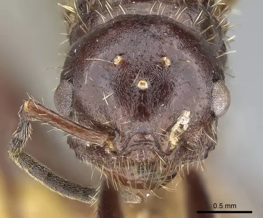 Pogonomyrmex colei specimen CASENT0914099 image casent0914099_2