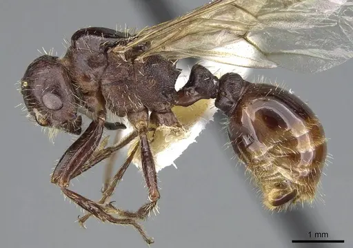 Pogonomyrmex colei specimen CASENT0914099 image casent0914099_3