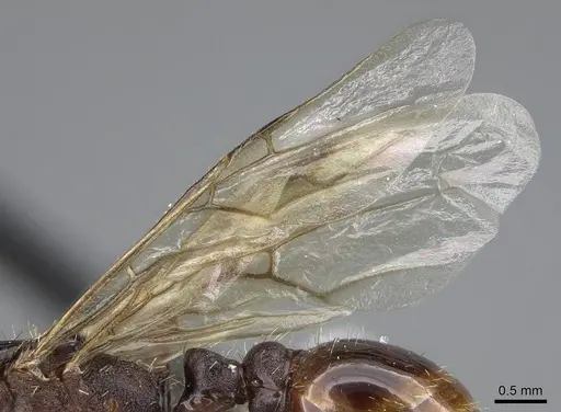 Pogonomyrmex colei specimen CASENT0914099 image casent0914099_4