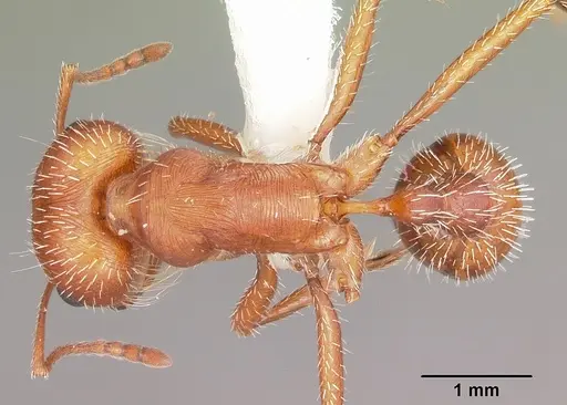 Pogonomyrmex comanche specimen CASENT0104840 image casent0104840_1