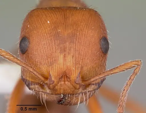 Pogonomyrmex comanche specimen CASENT0104840 image casent0104840_2