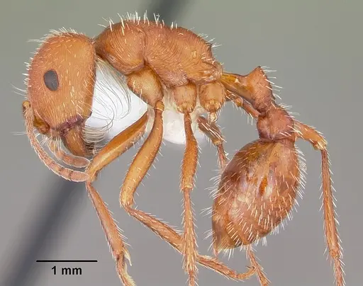 Pogonomyrmex comanche specimen CASENT0104840 image casent0104840_3