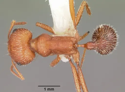 Pogonomyrmex comanche specimen CASENT0104841 image casent0104841_1