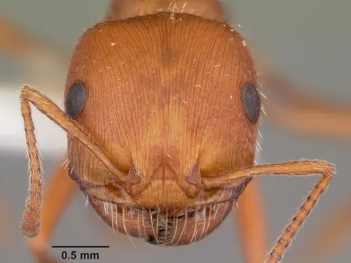 Pogonomyrmex comanche specimen CASENT0104841 image casent0104841_2