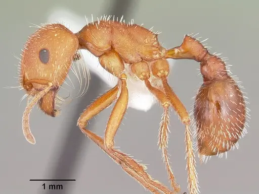 Pogonomyrmex comanche specimen CASENT0104841 image casent0104841_3