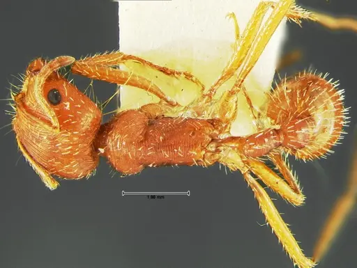 Pogonomyrmex comanche specimen CASENT0105654 image casent0105654_1
