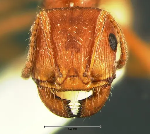 Pogonomyrmex comanche specimen CASENT0105654 image casent0105654_2