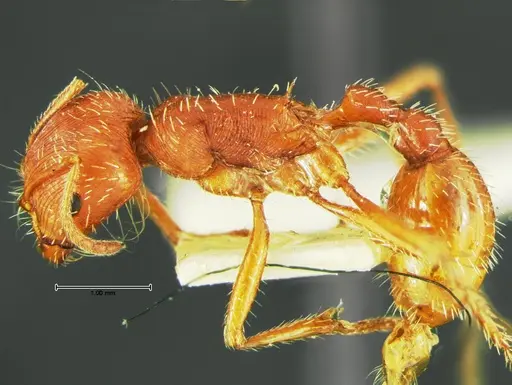 Pogonomyrmex comanche specimen CASENT0105654 image casent0105654_3