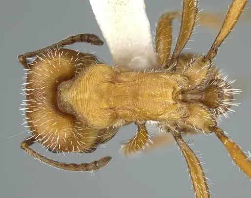 Pogonomyrmex comanche specimen CASENT0914458 image casent0914458_1
