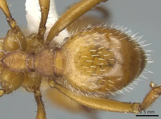 Pogonomyrmex comanche specimen CASENT0914458 image casent0914458_2