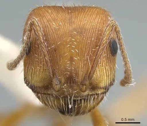 Pogonomyrmex comanche specimen CASENT0914458 image casent0914458_3
