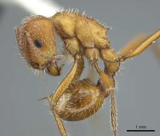 Pogonomyrmex comanche specimen CASENT0914458 image casent0914458_4