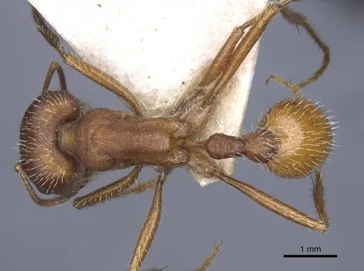 Pogonomyrmex comanche specimen CASENT0916912 image casent0916912_1