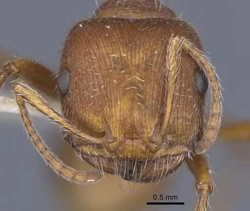 Pogonomyrmex comanche specimen CASENT0916912 image casent0916912_2