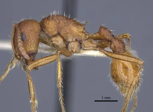 Pogonomyrmex comanche specimen CASENT0916912 image casent0916912_3