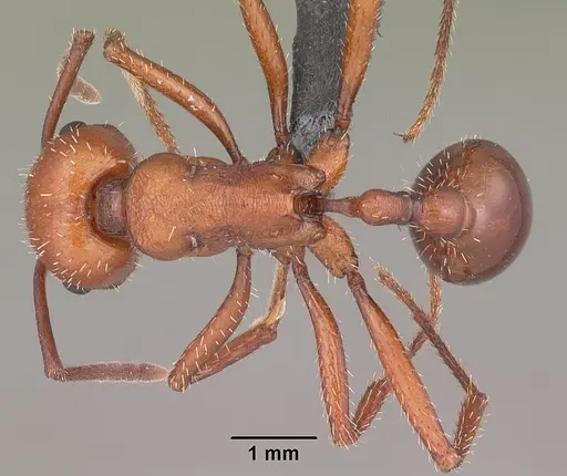 Pogonomyrmex cunicularius specimen CASENT0103052 image casent0103052_1