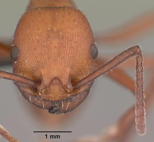 Pogonomyrmex cunicularius specimen CASENT0103052 image casent0103052_2