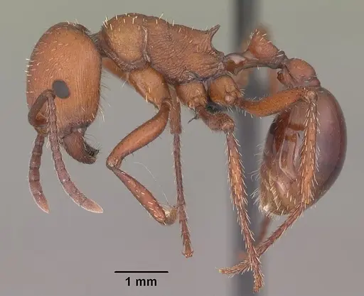 Pogonomyrmex cunicularius specimen CASENT0103052 image casent0103052_3