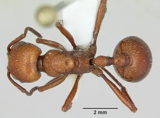 Pogonomyrmex cunicularius specimen CASENT0173109 image casent0173109_1