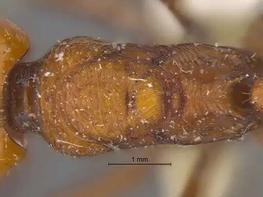 Pogonomyrmex cunicularius specimen CASENT0173109 image casent0173109_2