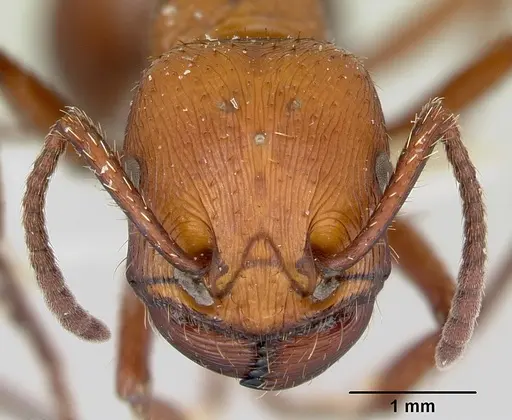 Pogonomyrmex cunicularius specimen CASENT0173109 image casent0173109_3