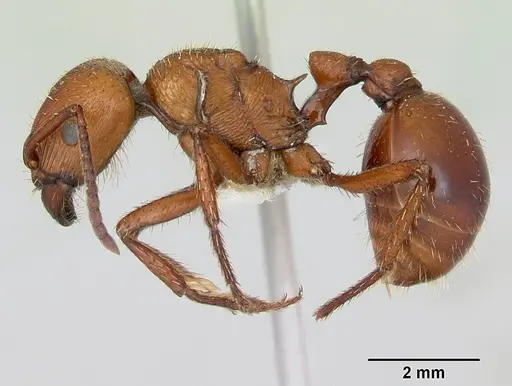 Pogonomyrmex cunicularius specimen CASENT0173109 image casent0173109_4