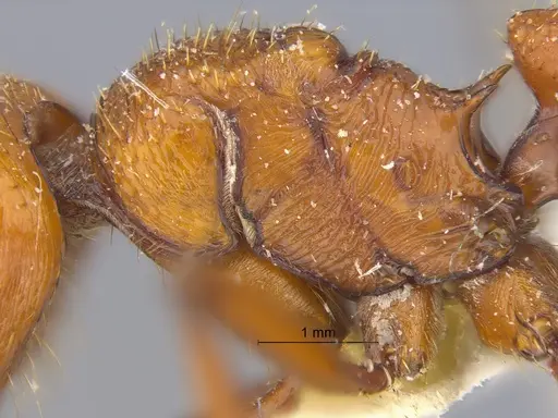 Pogonomyrmex cunicularius specimen CASENT0173109 image casent0173109_5