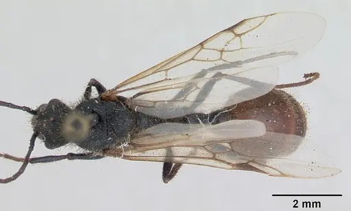 Pogonomyrmex cunicularius specimen CASENT0173361 image casent0173361_1