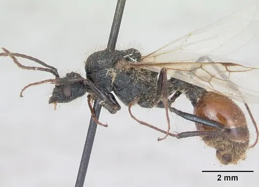 Pogonomyrmex cunicularius specimen CASENT0173361 image casent0173361_3