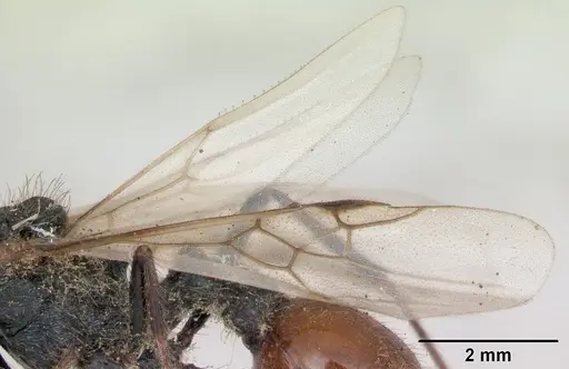 Pogonomyrmex cunicularius specimen CASENT0173361 image casent0173361_4