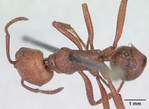 Pogonomyrmex cunicularius specimen CASENT0173365 image casent0173365_1