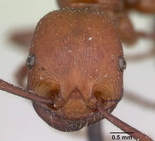 Pogonomyrmex cunicularius specimen CASENT0173365 image casent0173365_2