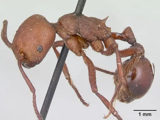 Pogonomyrmex cunicularius specimen CASENT0173365 image casent0173365_3
