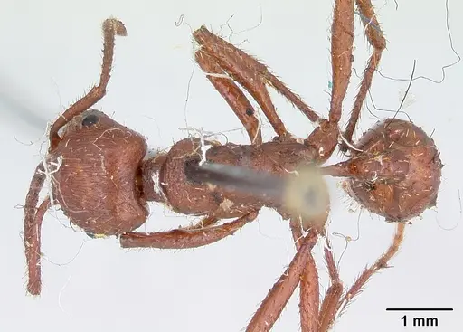 Pogonomyrmex cunicularius specimen CASENT0173366 image casent0173366_1