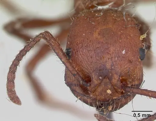 Pogonomyrmex cunicularius specimen CASENT0173366 image casent0173366_2