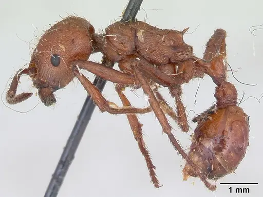 Pogonomyrmex cunicularius specimen CASENT0173366 image casent0173366_3