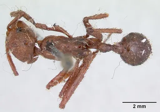Pogonomyrmex cunicularius specimen CASENT0173369 image casent0173369_1