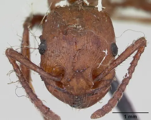 Pogonomyrmex cunicularius specimen CASENT0173369 image casent0173369_2