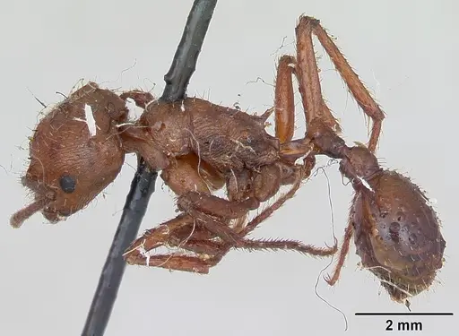 Pogonomyrmex cunicularius specimen CASENT0173369 image casent0173369_3