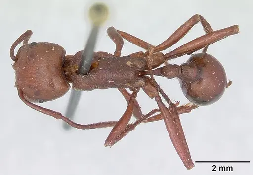 Pogonomyrmex cunicularius specimen CASENT0173372 image casent0173372_1