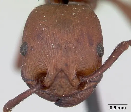 Pogonomyrmex cunicularius specimen CASENT0173372 image casent0173372_2