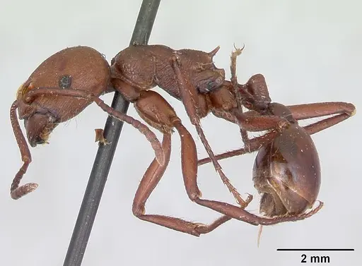 Pogonomyrmex cunicularius specimen CASENT0173372 image casent0173372_3