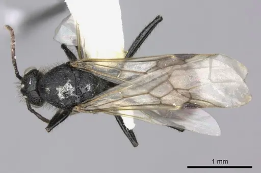 Pogonomyrmex cunicularius specimen CASENT0235298 image casent0235298_1